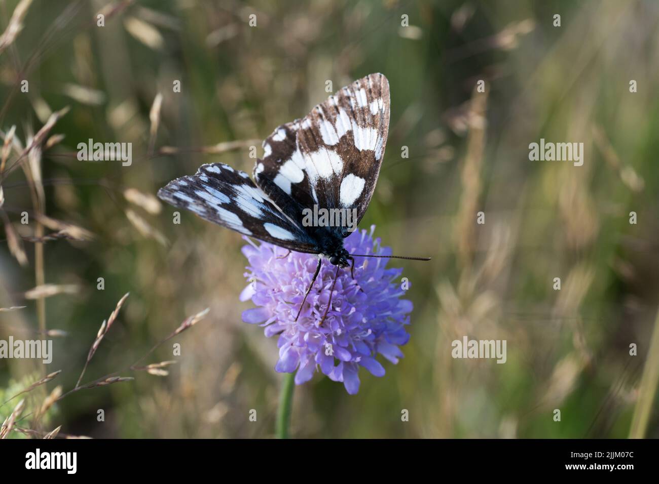Eine Nahaufnahme eines Schmetterlings auf einer violetten Distelblume Stockfoto