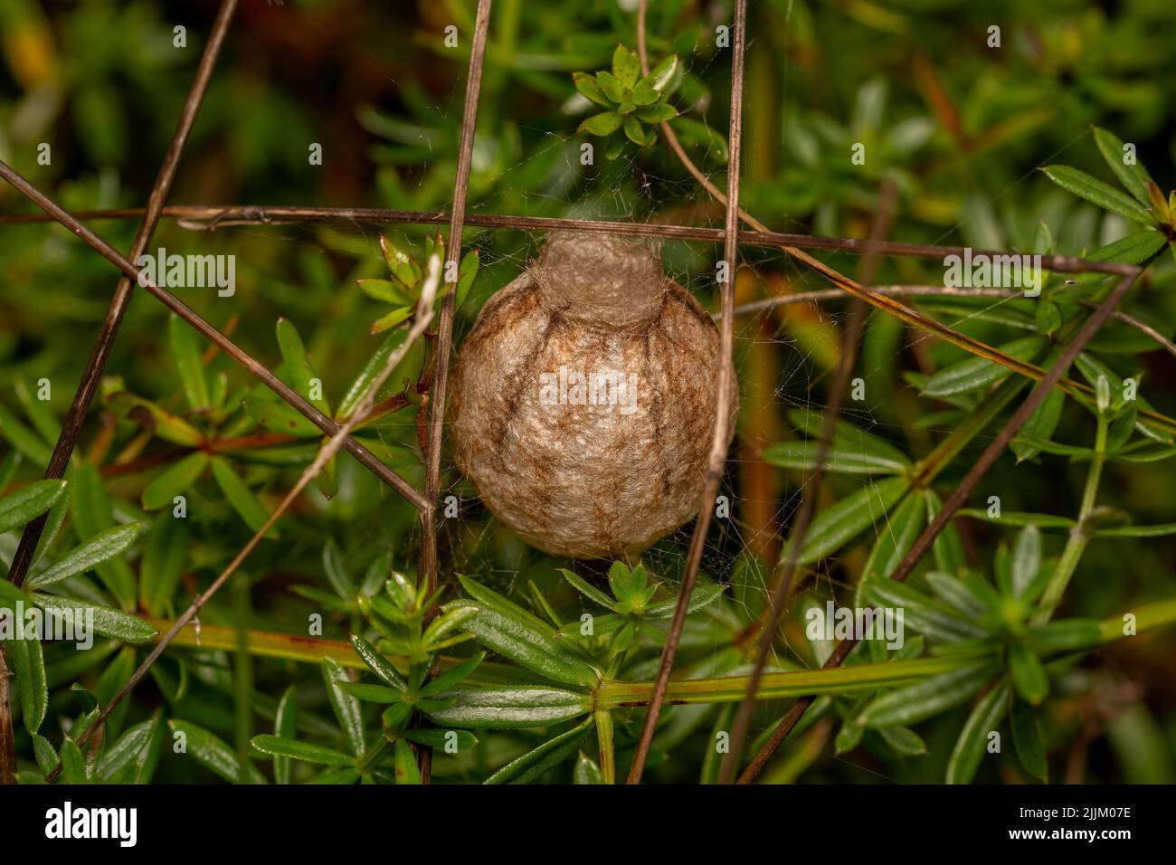 Eine Nahaufnahme des Eiersacks der Wespenspinne Stockfoto