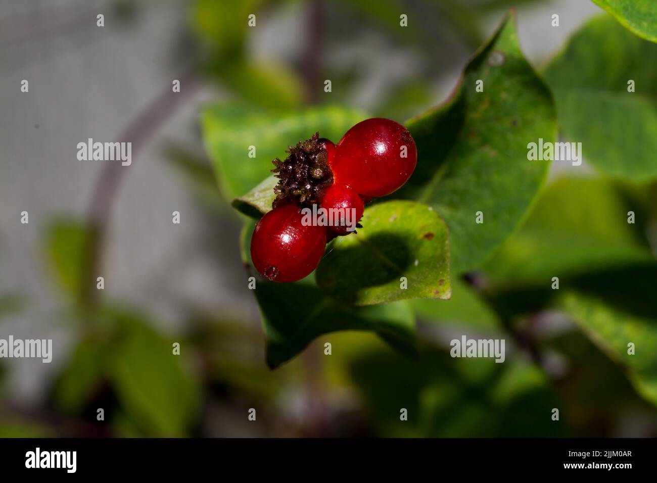 Eine Nahaufnahme von roten giftigen Beeren in einem Park Stockfoto