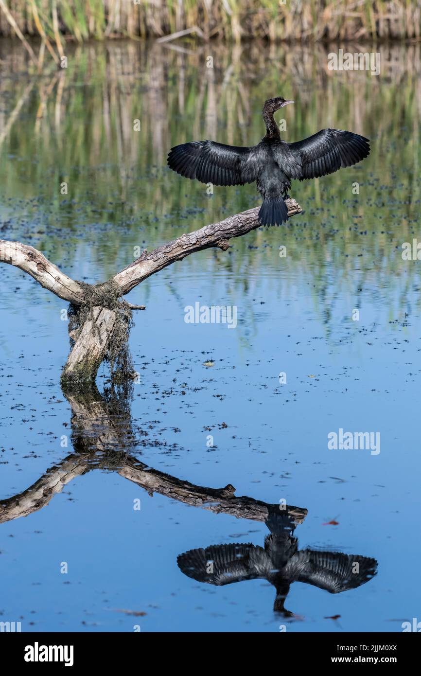 Phalacrocorax pygmeus, Pygmy Cormorant. Rumänien Stockfoto