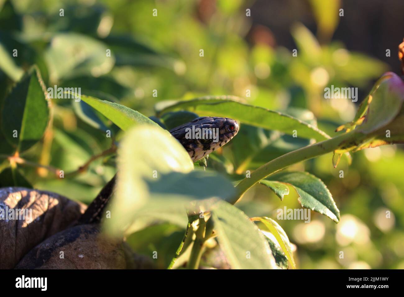Nahaufnahme einer kleinen Python auf einem grünen Busch Stockfoto