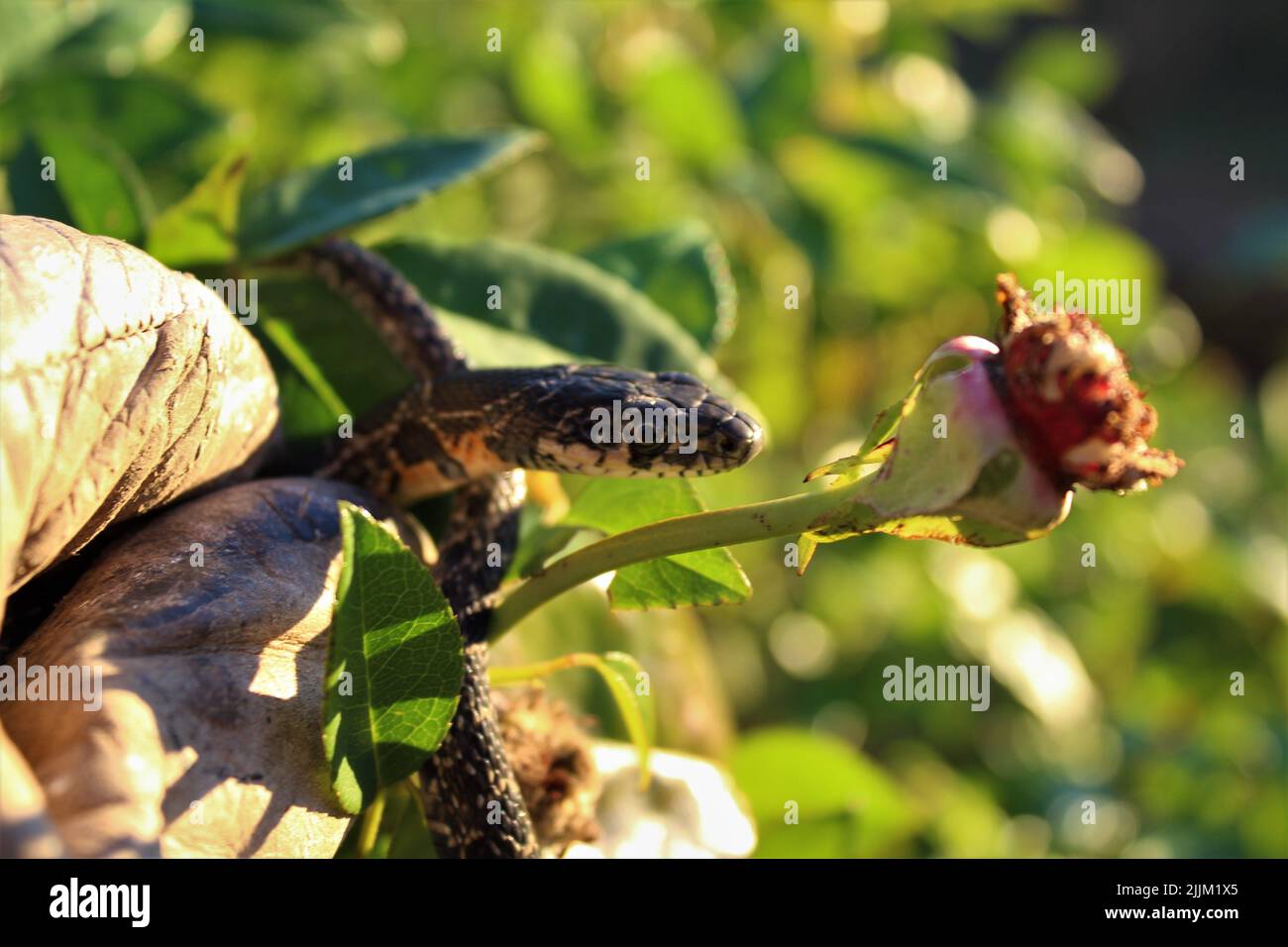 Nahaufnahme einer kleinen Python auf einem grünen Busch Stockfoto