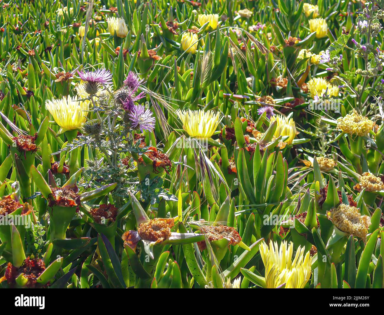 Eine Nahaufnahme von einigen Blumen auf einem Feld während des Tages Stockfoto