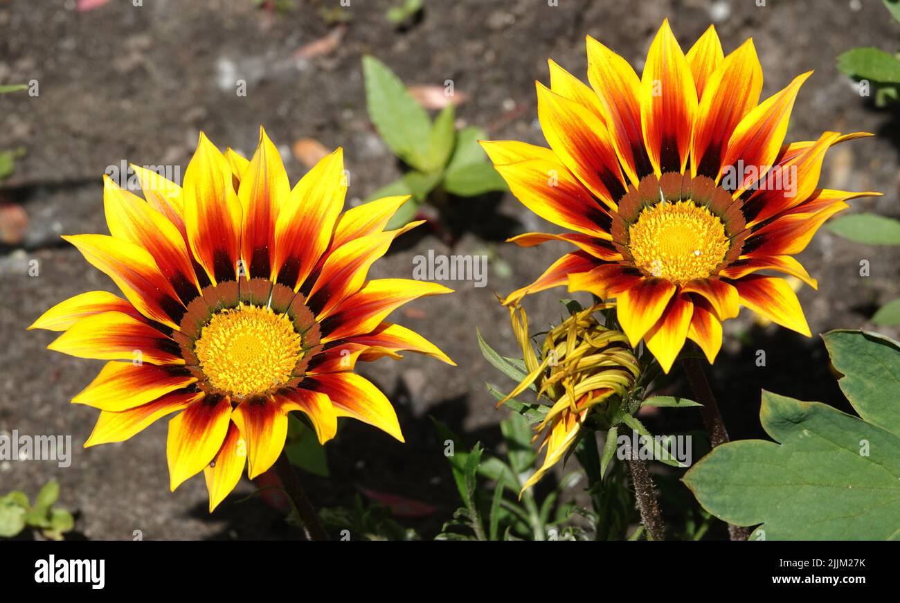 Gazania Pfau blüht aus der Nähe auf einem Blumenbett Stockfoto