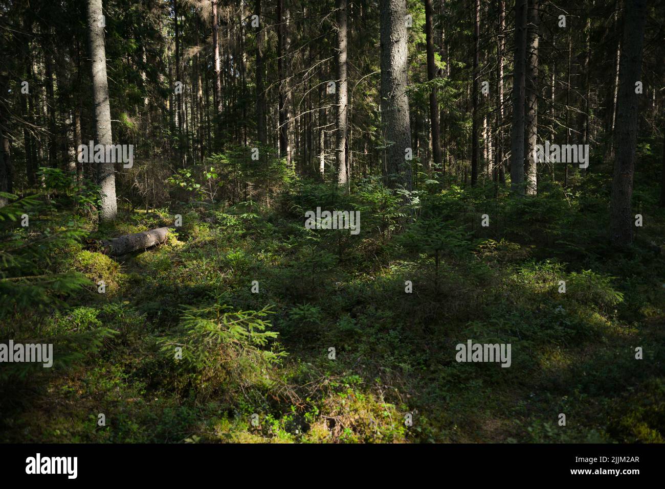 Geheimnisvoller Pfad voller Wurzeln inmitten eines Nadelwaldes aus Holz, umgeben von grünen Büschen und Blättern und Farnen - Stock Photo Stockfoto