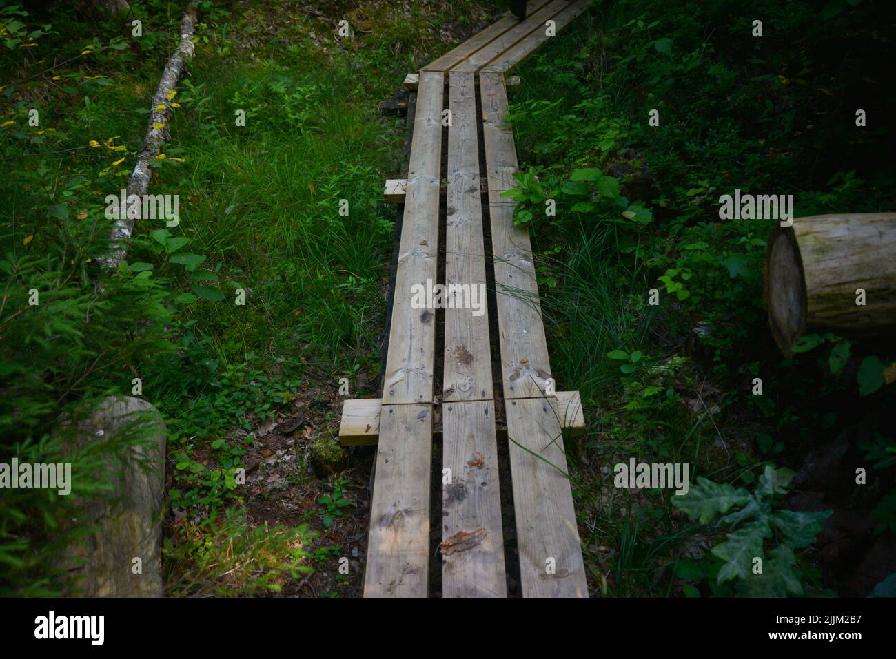 Holzsteg für Touristen und Fußgänger im Wald im Sumpf. Stockfoto