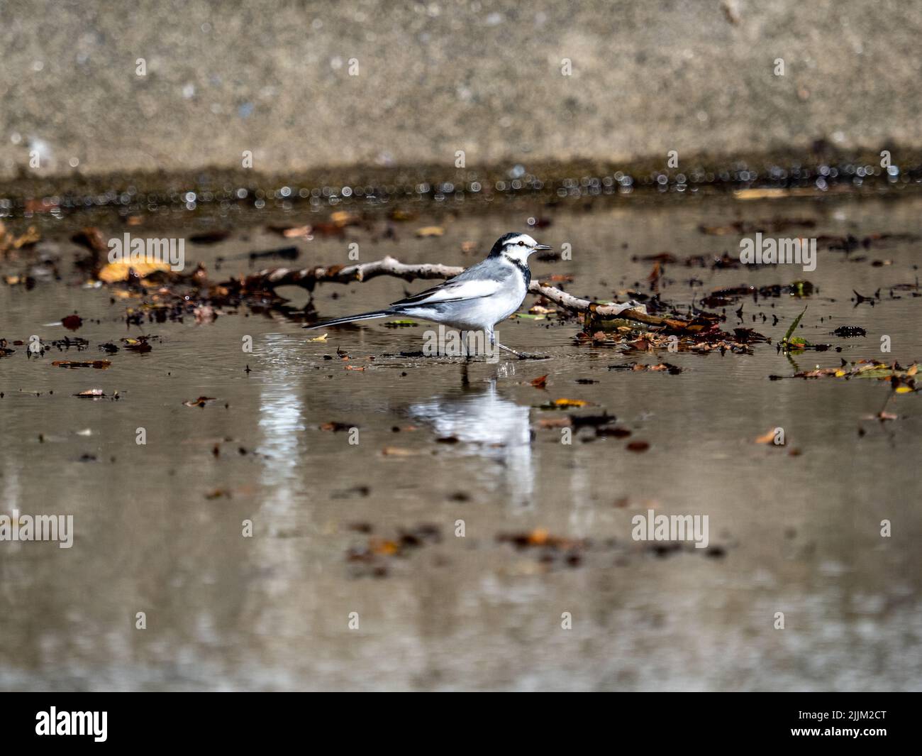 Eine weiße Bachstelze, die in einem inaktiven Springbrunnen im Yoyogi Park in Tokio läuft Stockfoto
