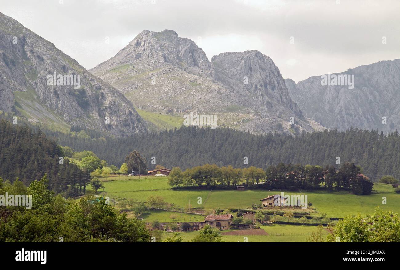 Eine Landschaft mit riesigen Bäumen auf hügeligem Gelände auf dem Land Stockfoto