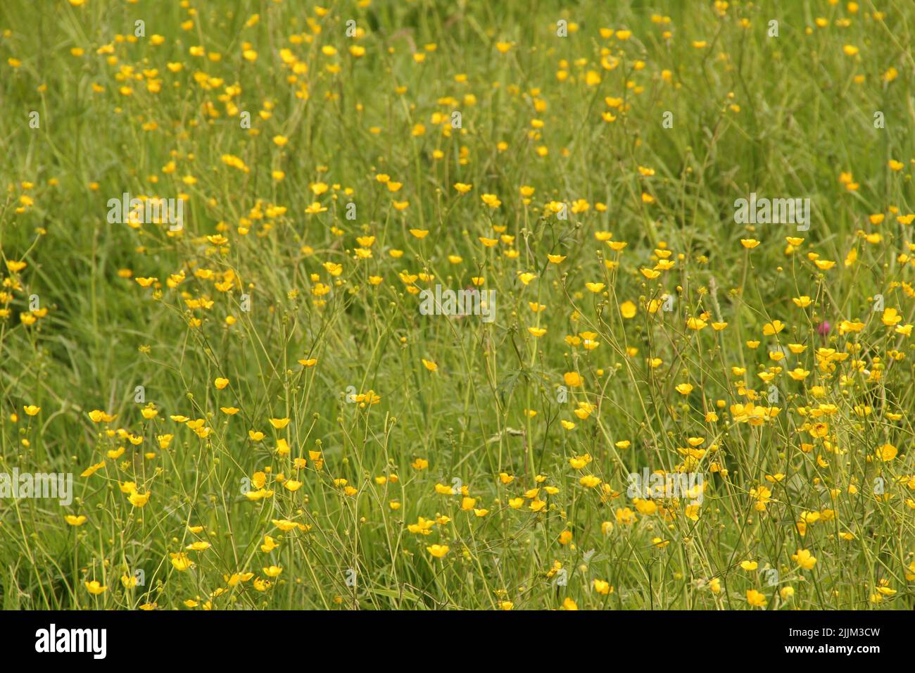 Eine schöne Aussicht auf gelbe Wildblumen mit Gräsern auf dem Feld Stockfoto
