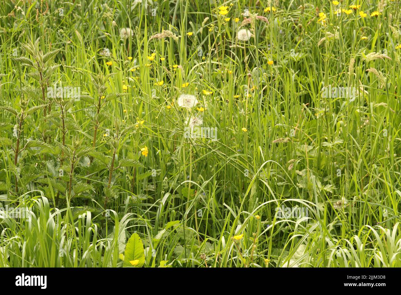 Eine schöne Aussicht auf Wildblumen mit Gräsern auf dem Feld Stockfoto