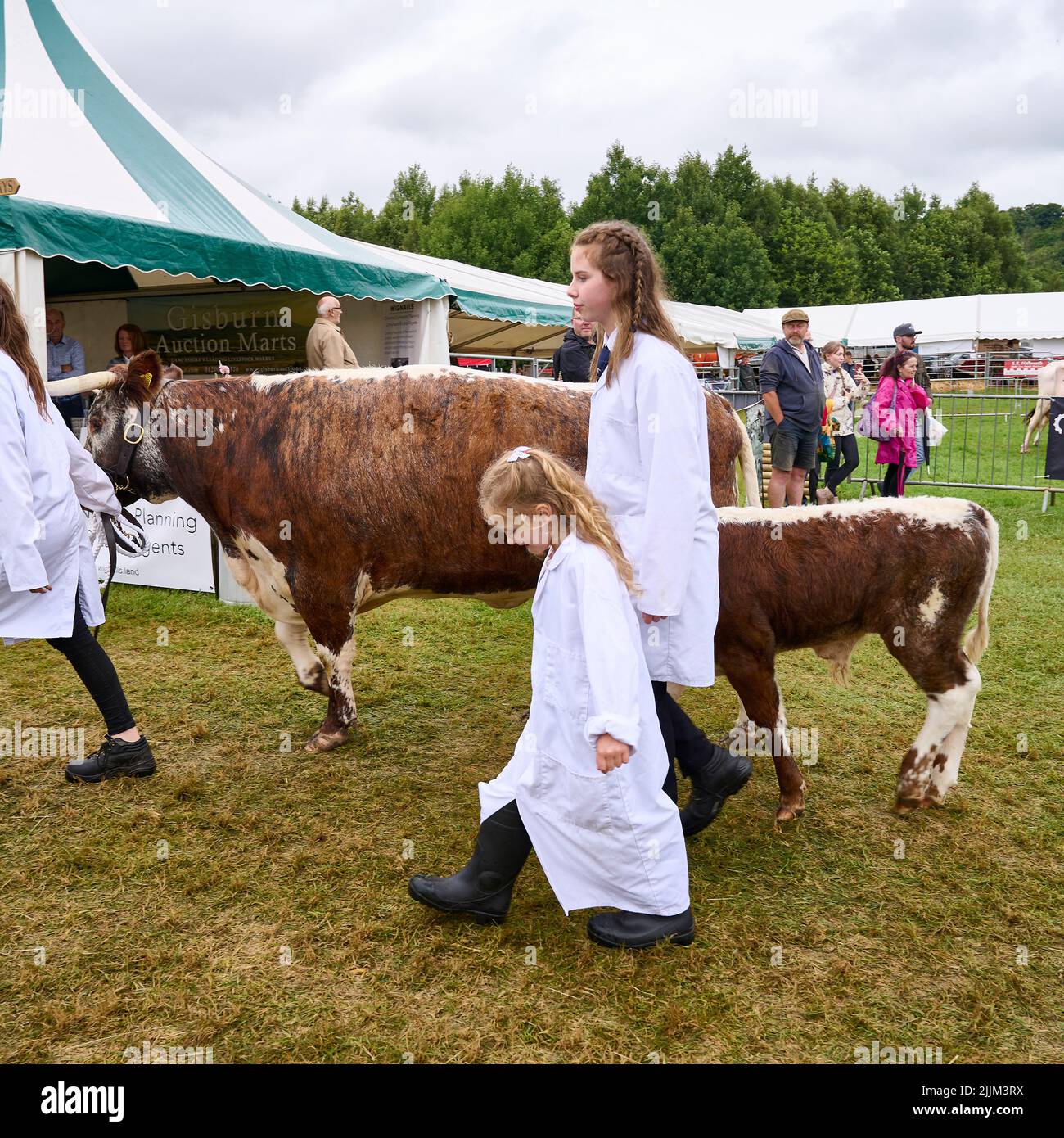 Junge Aussteller mit ihrem Longhorn-Rind auf der Royal Lancashire Show 2022 Stockfoto