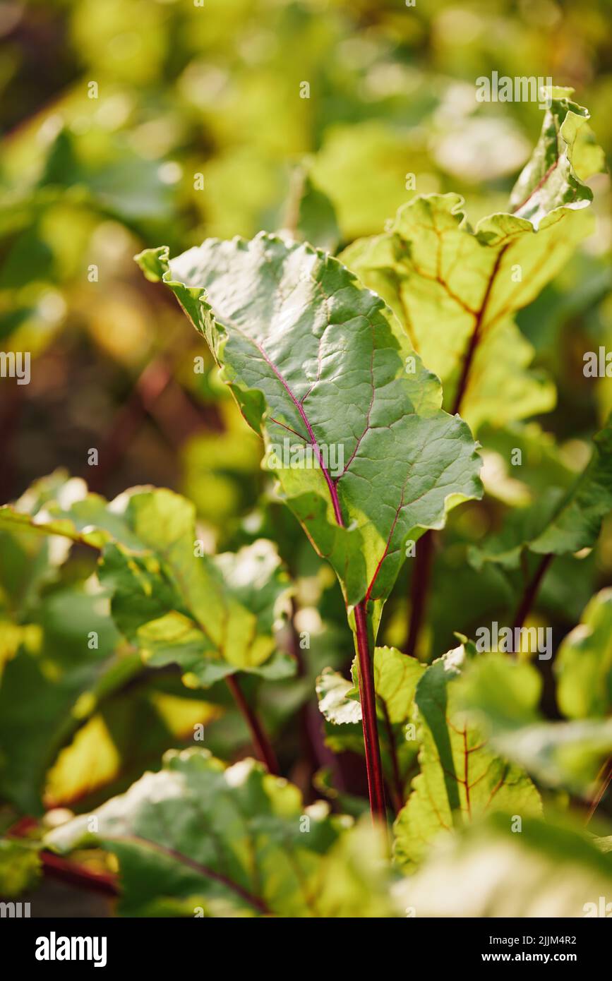 Rote Beete wachsen in einer Reihe im Garten. Stockfoto