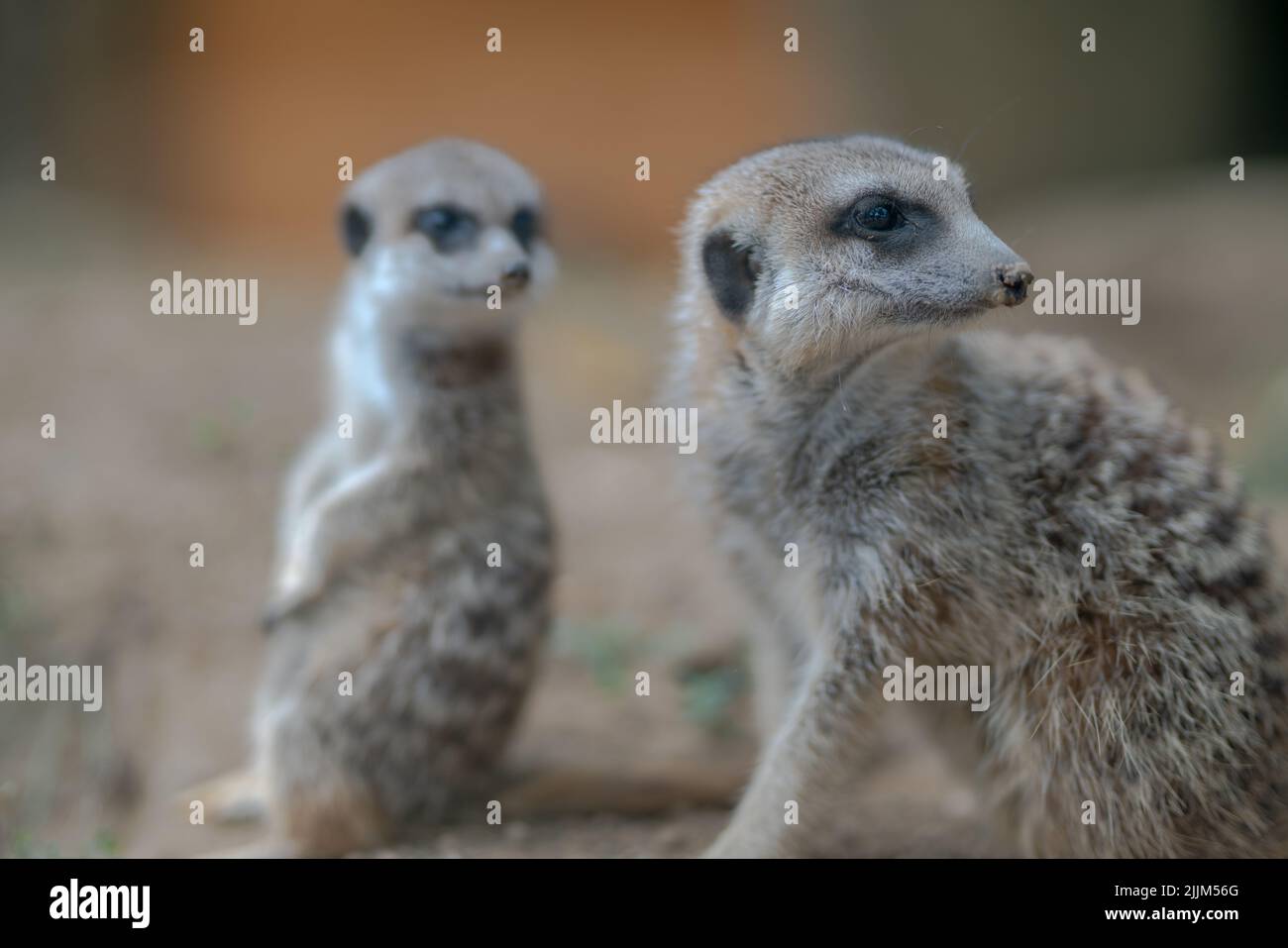 Zwei Erdmännchen in der Wildnis Stockfoto