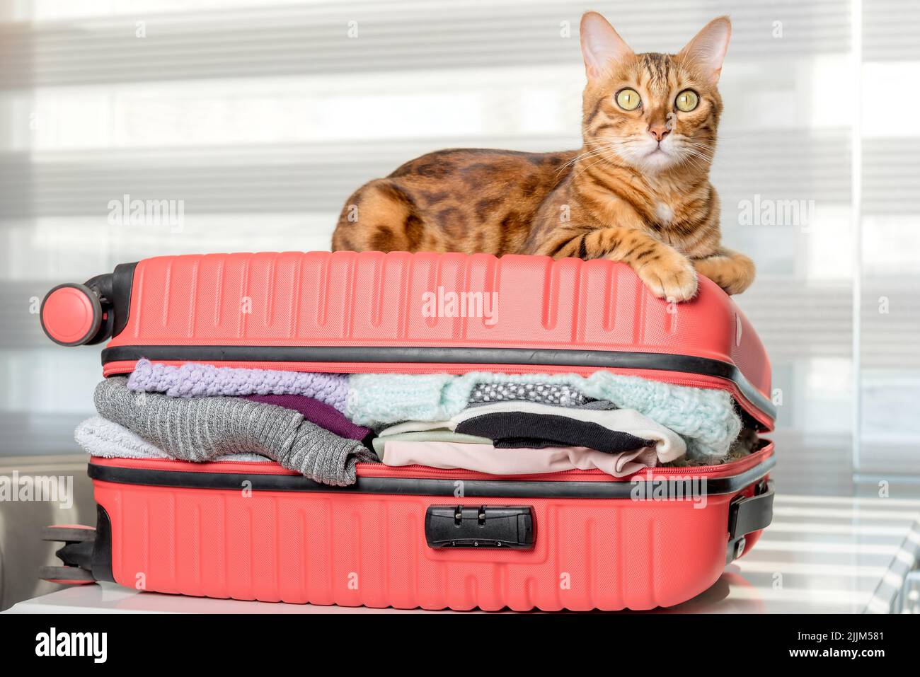 Die Ingwerkatze liegt auf einem Koffer voller Kleidung und Sachen für den Rest. Sommerreisen, Reisevorbereitung, Gepäckpacken. Stockfoto