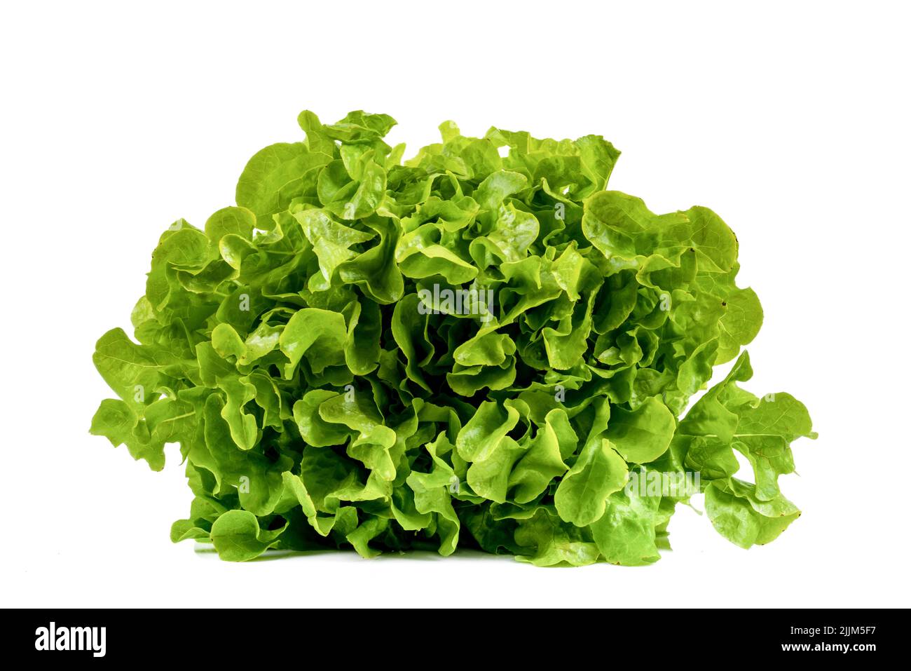 Frisch geernteter frischer Salat auf isoliertem weißem Hintergrund Stockfoto