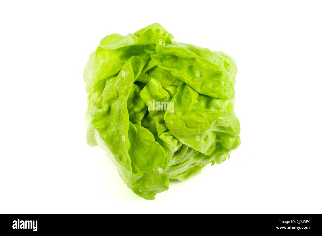 Frisch geernteter frischer Salat auf isoliertem weißem Hintergrund Stockfoto