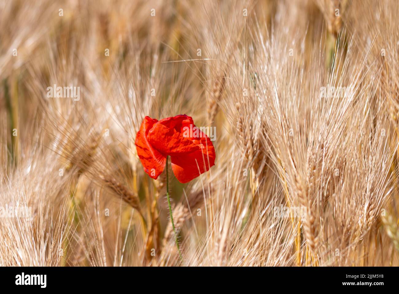 Eine Nahaufnahme einer roten Blume in einem Maisfeld Stockfoto