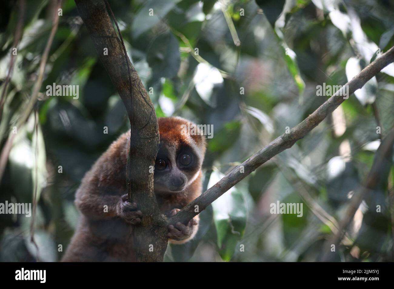 Lampung, Indonesien. 25.. Juli 2022. Am 25. Juli 2022 wurde im Batutigi Protected Forest der Provinz Lampung, Indonesien, ein Sumatraer-Langsamloris (Nycticebus coucang) freigesetzt. Indonesian Nature Rehabilitation Initiation Foundation (YIARI), West Java Natural Resources Conservation Center (BBKSDA) und Bengkulu SKW III Lampung BKSDA, Batutigi Protection Forest Management Unit (KPHL) veröffentlichten 6 Sumatran-Langsamen (Nycticebus Coucang) aus illegalem Wildtierbestand, der von Anwohnern gehalten wird, und illegalem Handel. (Foto: Fatre/YIARI/INA Photo Agency/Sipa USA) Quelle: SIPA USA/Alamy Live News Stockfoto