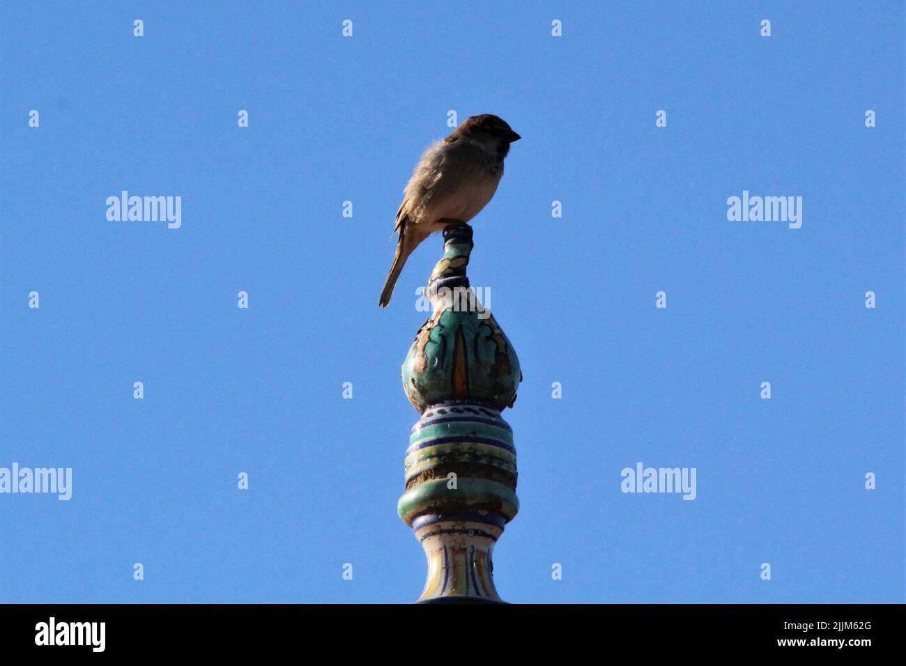 Ein kleiner Vogel thront an einem sonnigen Tag Stockfoto