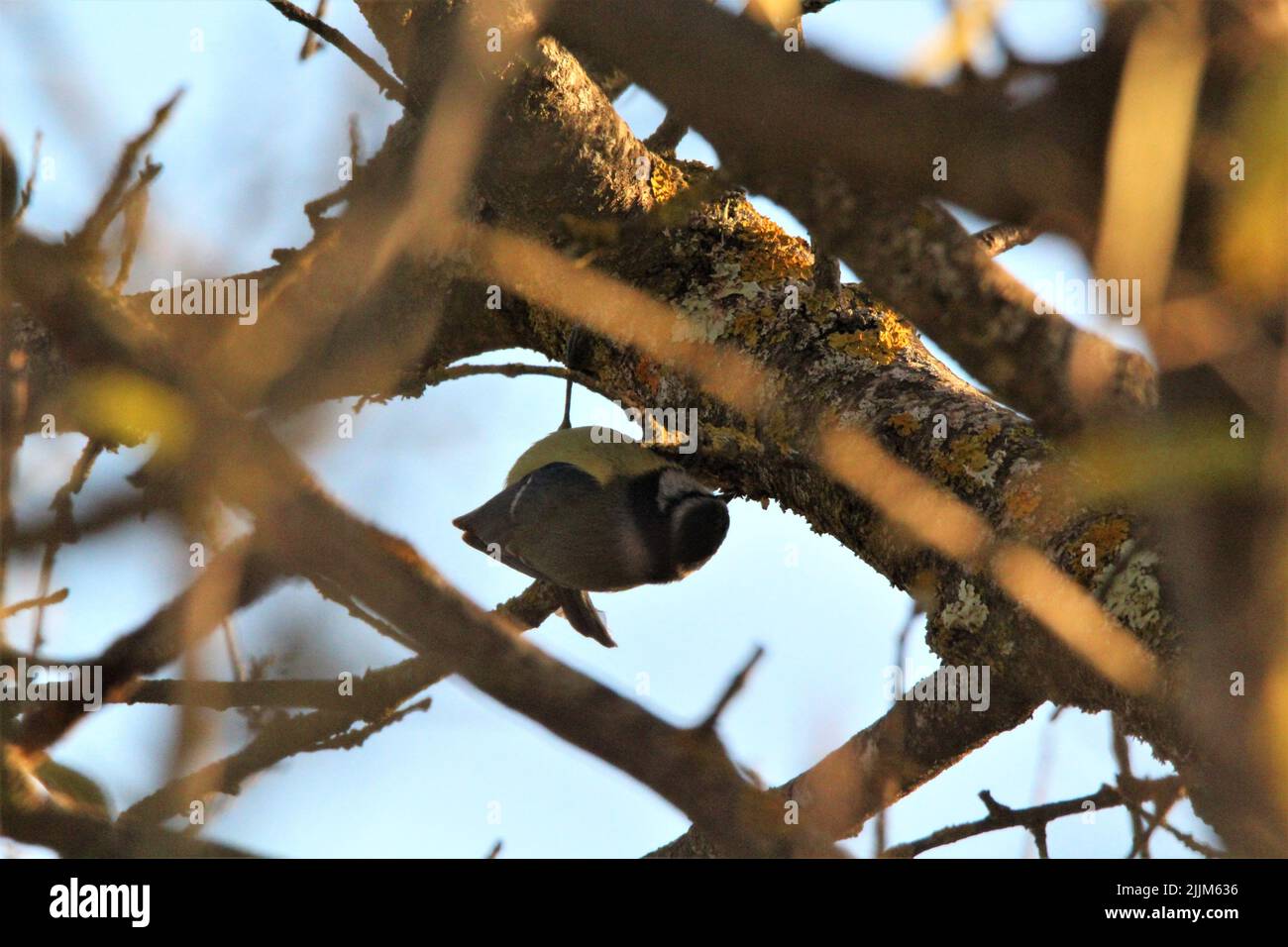 Ein Vogel, der auf einem Baum thront Stockfoto