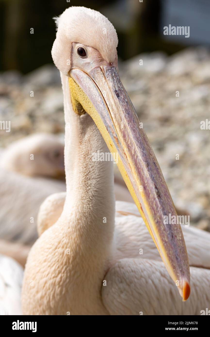 Nahaufnahme des Kopfes eines rosa Pelikans. Gleichmäßig unscharfer Hintergrund. Foto, das mittags bei Tageslicht aufgenommen wurde Stockfoto