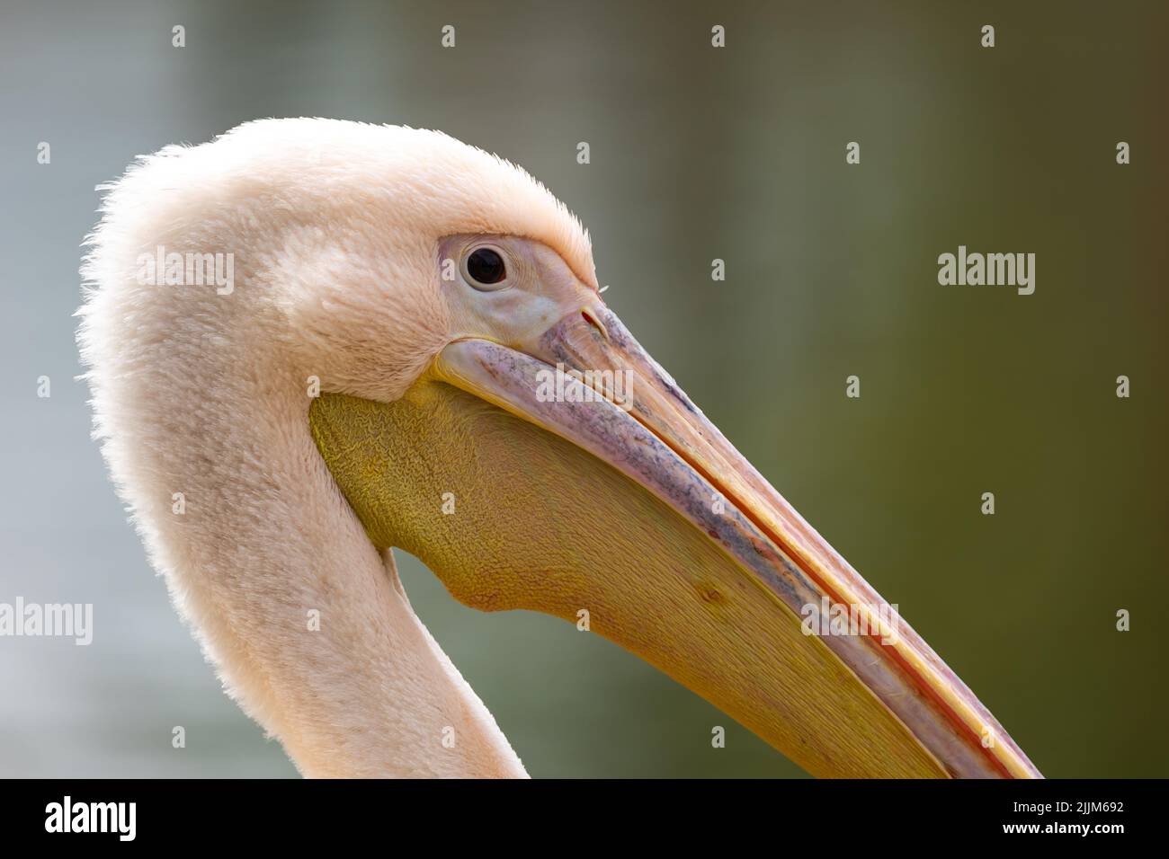 Nahaufnahme des Kopfes eines rosa Pelikans. Gleichmäßig unscharfer Hintergrund. Foto, das mittags bei Tageslicht aufgenommen wurde Stockfoto