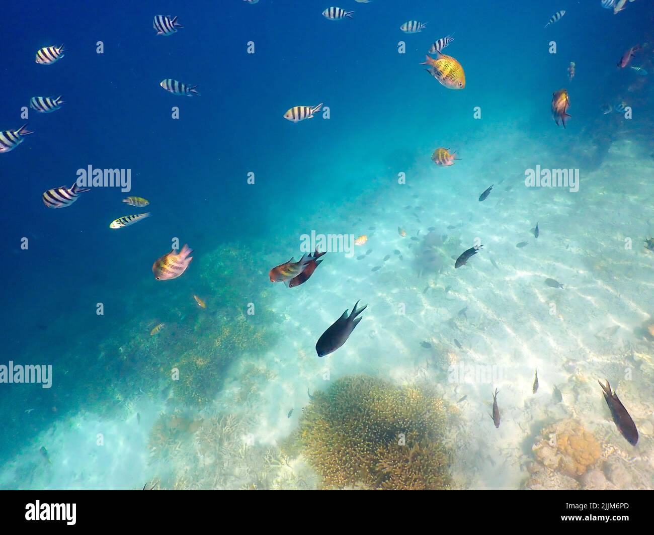 Eine malerische Aussicht auf eine Reihe exotischer Fische, die unter Wasser im blauen Ozean schwimmen Stockfoto
