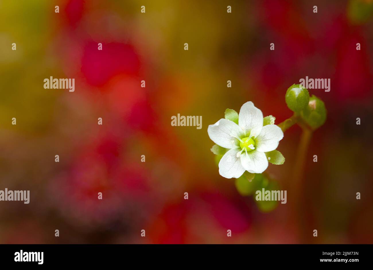 Weiße Blume Teil des Blumenstrauchs eines Oblongesalbten Sonntagslevens, Drosera intermedia, New Forest UK Stockfoto