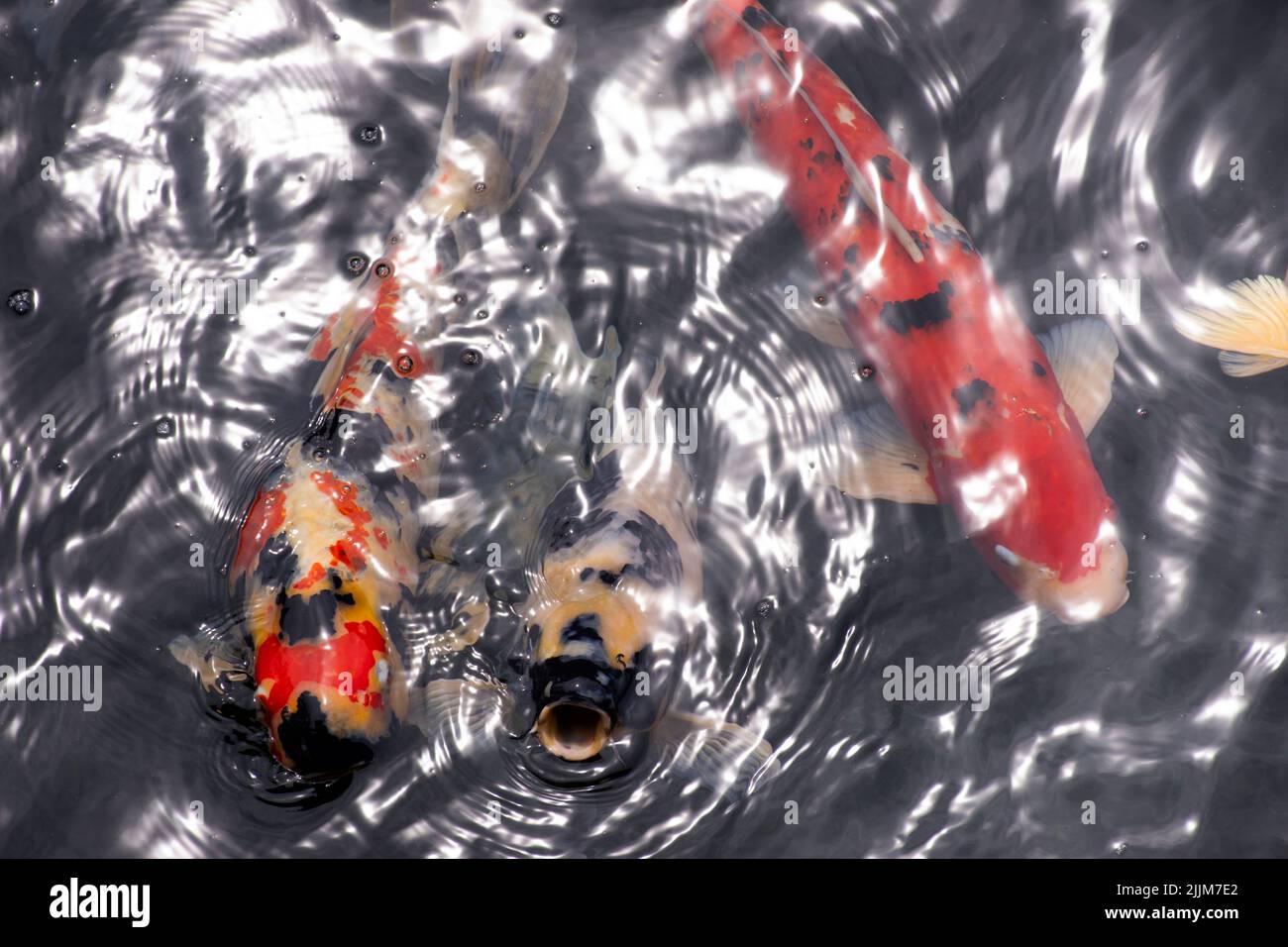 Farbige Sorten japan Phantasie Karpfen oder Koi japanische Fische