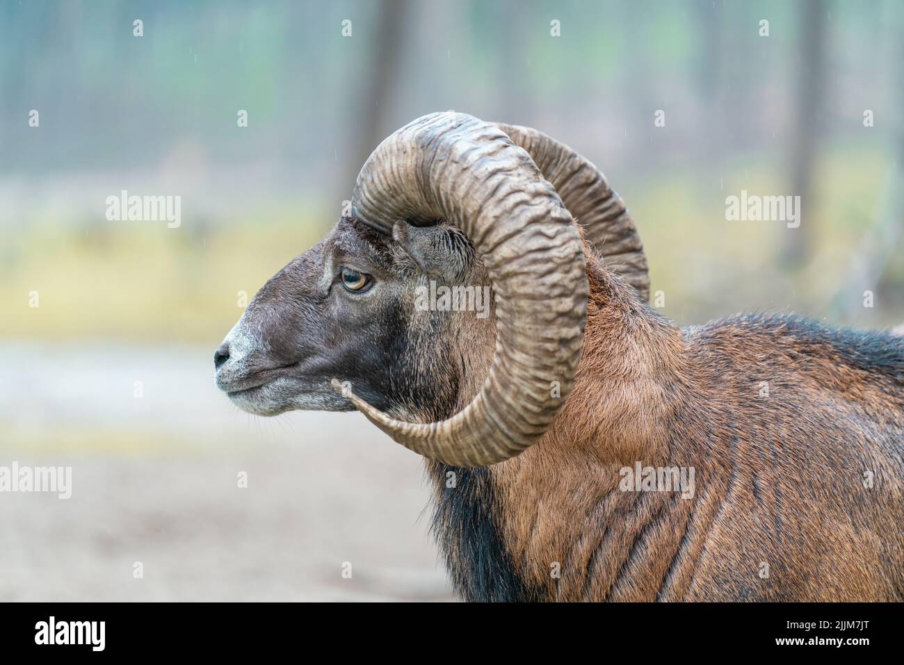 Eine Nahaufnahme eines männlichen europäischen Mufflons, Ovis aries musimon. Stockfoto