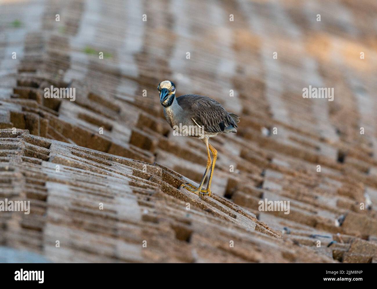 Nahaufnahme eines Vogels auf Steinfliesen Stockfoto