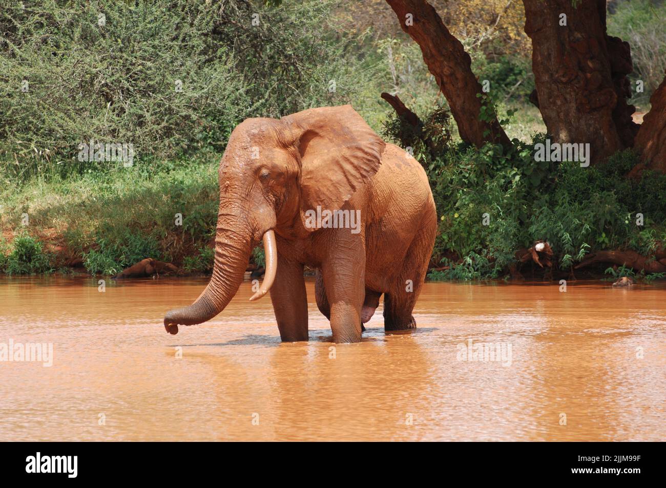Ein afrikanischer Savannah Elefant in einem schmutzigen Wasser im Nationalpark Stockfoto