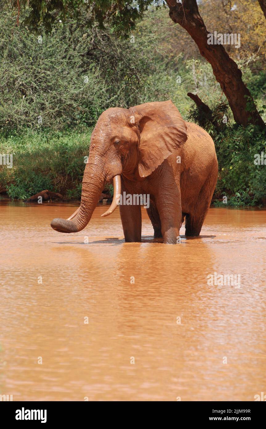 Ein vertikaler afrikanischer Savannah Elefant in einem schmutzigen Wasser im Nationalpark Stockfoto