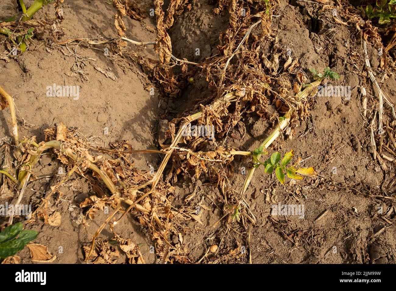 Die Abbildung zeigt trockene Kartoffelpflanzen, die am Mittwoch, 27. Juli 2022, in De Pinte abgebildet wurden. Seit Anfang des Jahres haben schwere Dürren Auswirkungen auf Europa. BELGA FOTO JAMES ARTHUR GEKIERE Stockfoto