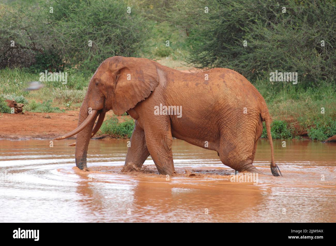 Ein afrikanischer Savannah Elefant in einem schmutzigen Wasser im Nationalpark Stockfoto
