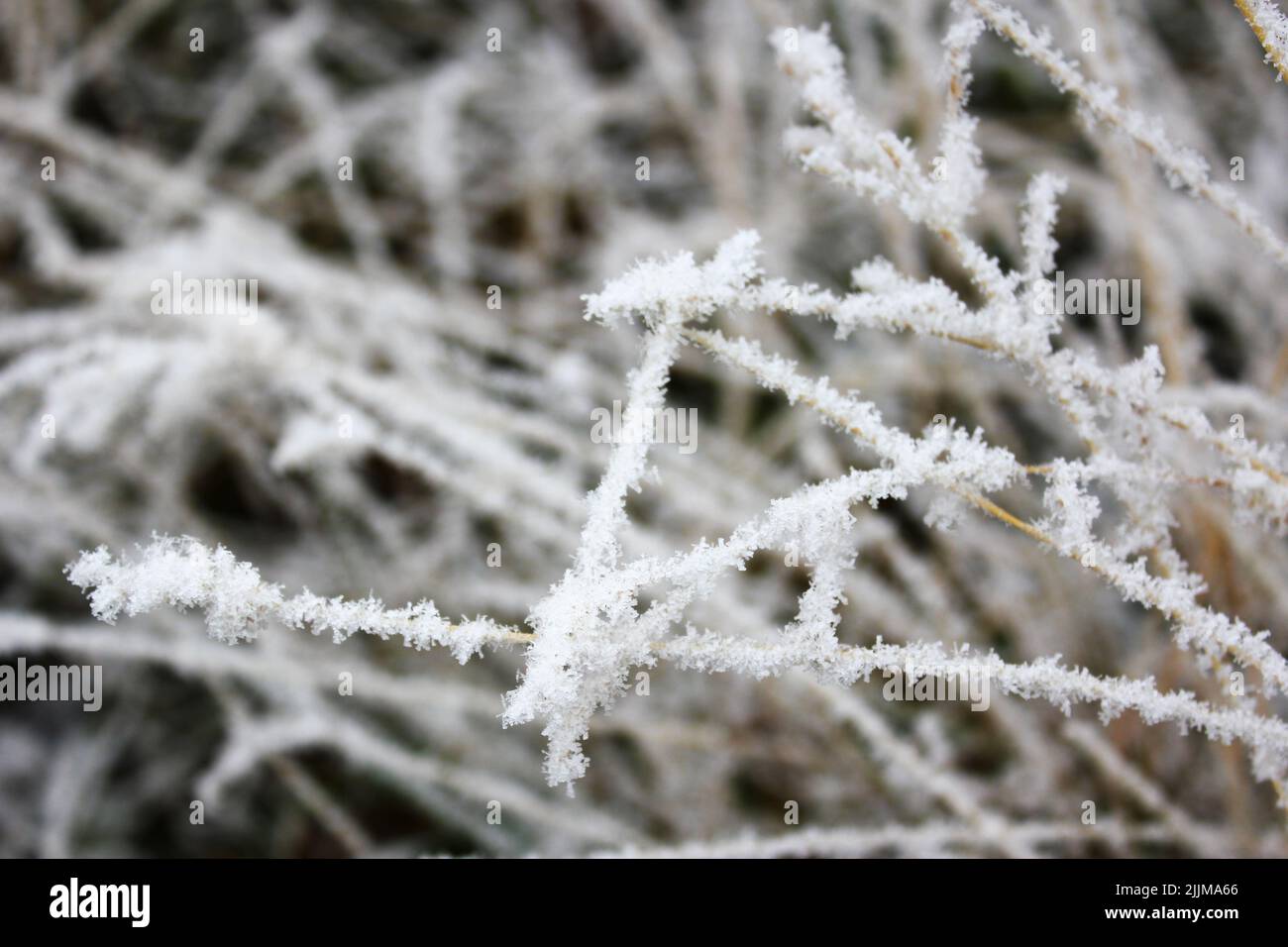 Eine schöne Aufnahme eines gefrorenen Grasfeldes Stockfoto