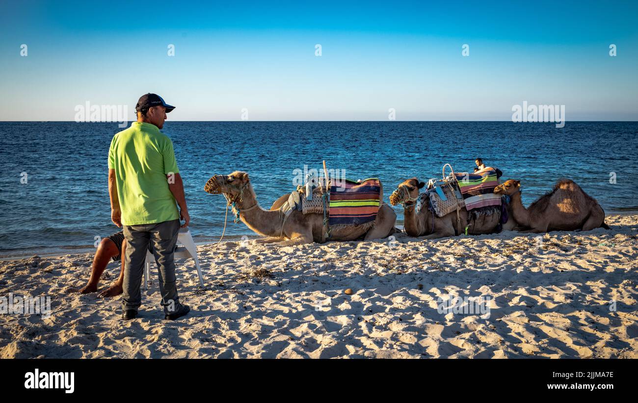 Männer warten mit ihren Kamelen auf Touristen, die Fahrten nach Port El Kantaoui in Tunesien anbieten. Stockfoto