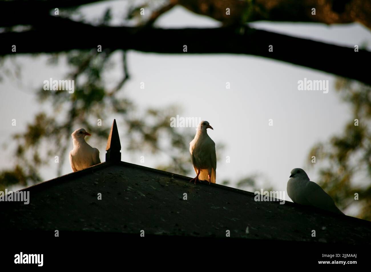 Weiße Taube mit Blick auf das Vogelhaus-Dach Stockfoto