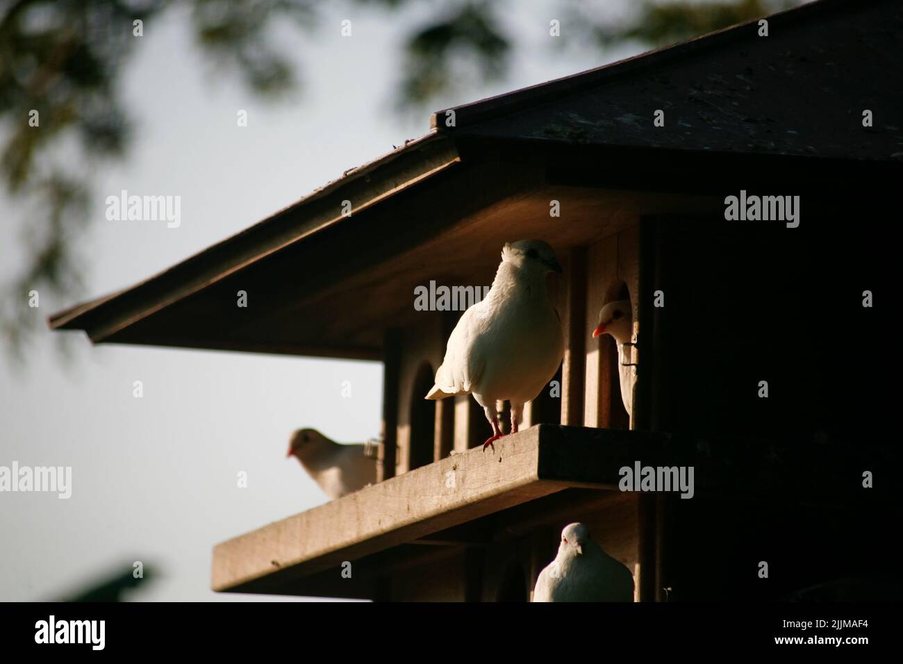 Tauben in einem hölzernen Vogelhaus in einem öffentlichen Park Stockfoto