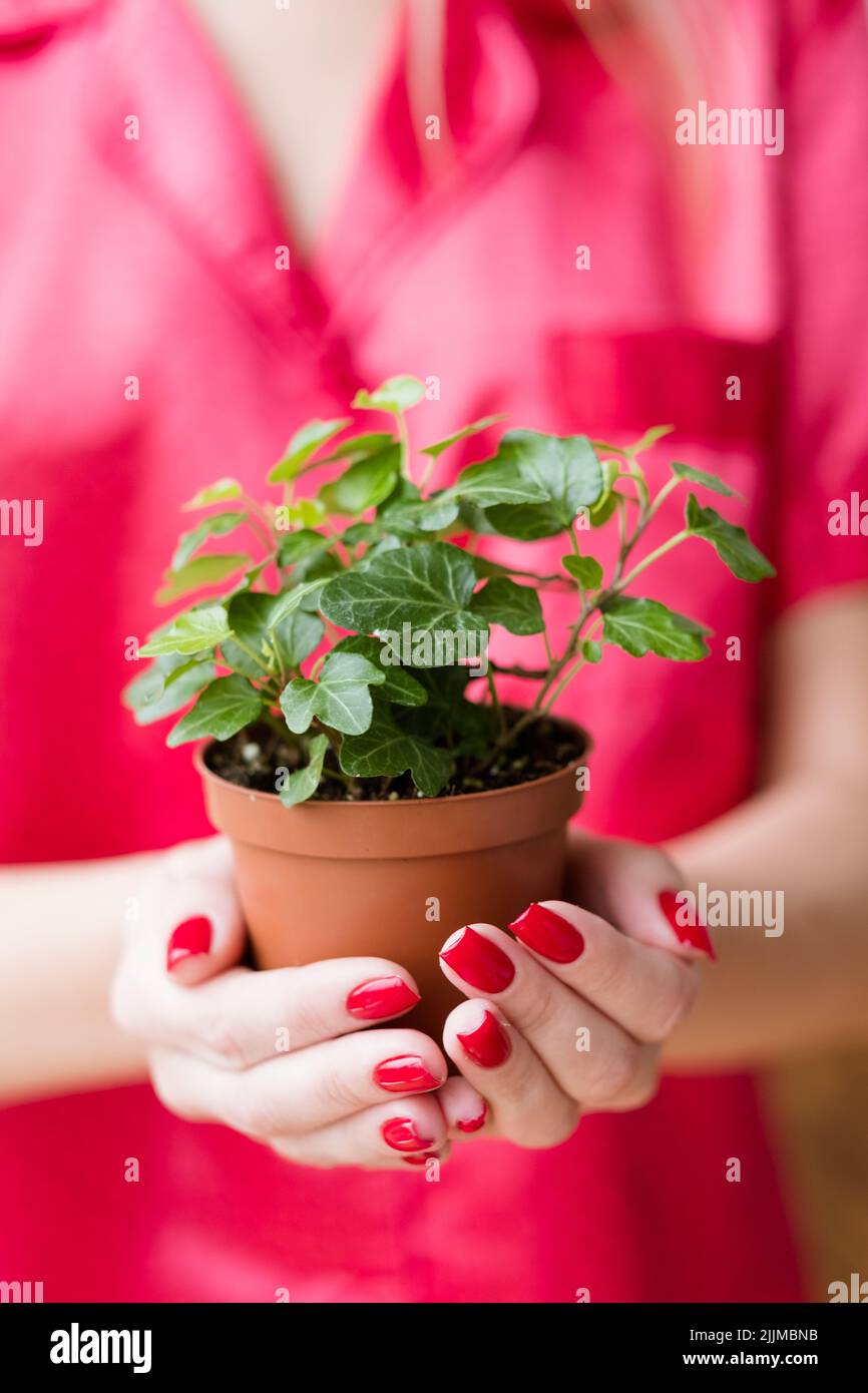 Umweltschutz Pflege Frau halten Zimmerpflanze Stockfoto