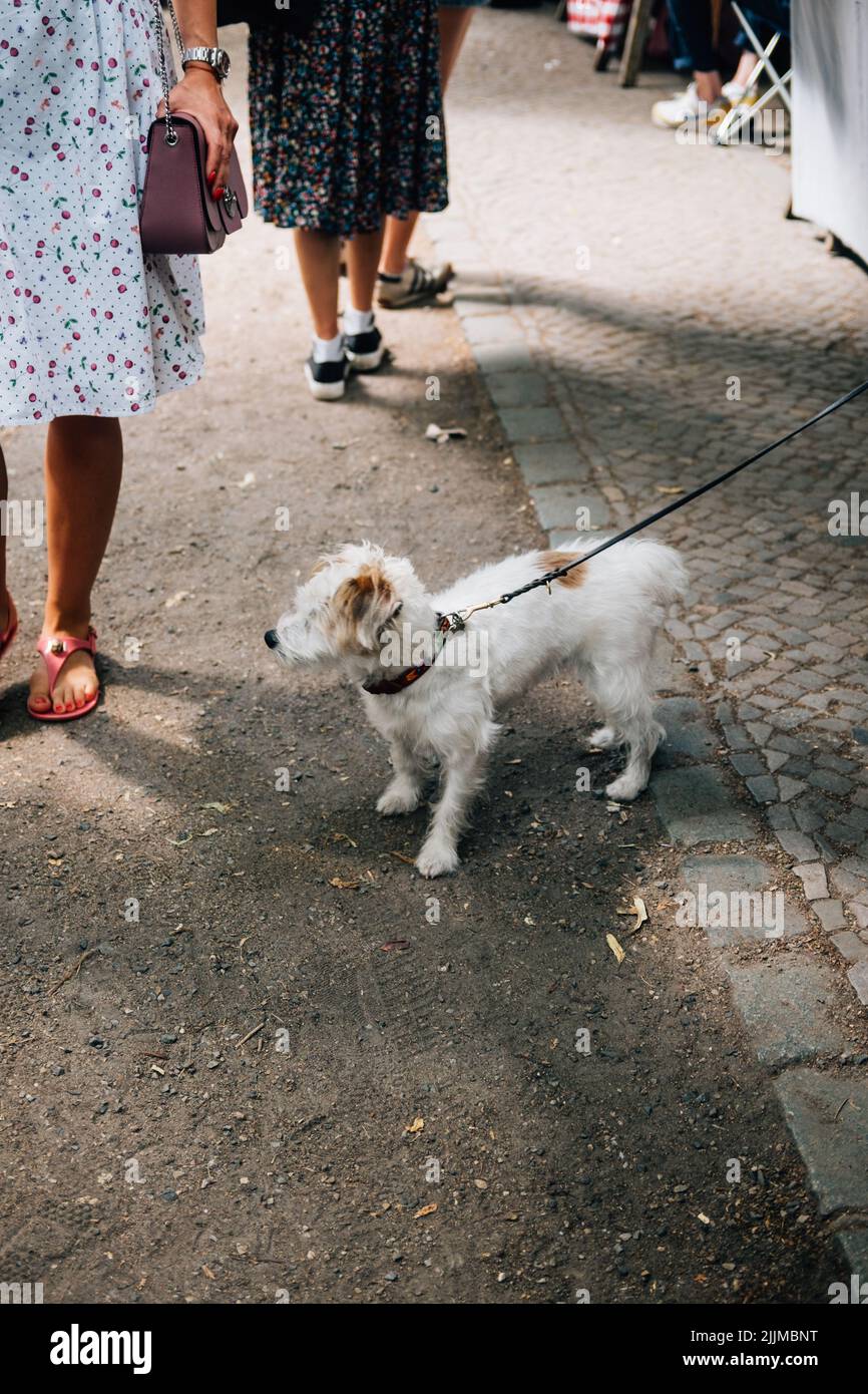Eine vertikale Nahaufnahme eines Hundes mit einer Leine auf der Straße. Stockfoto