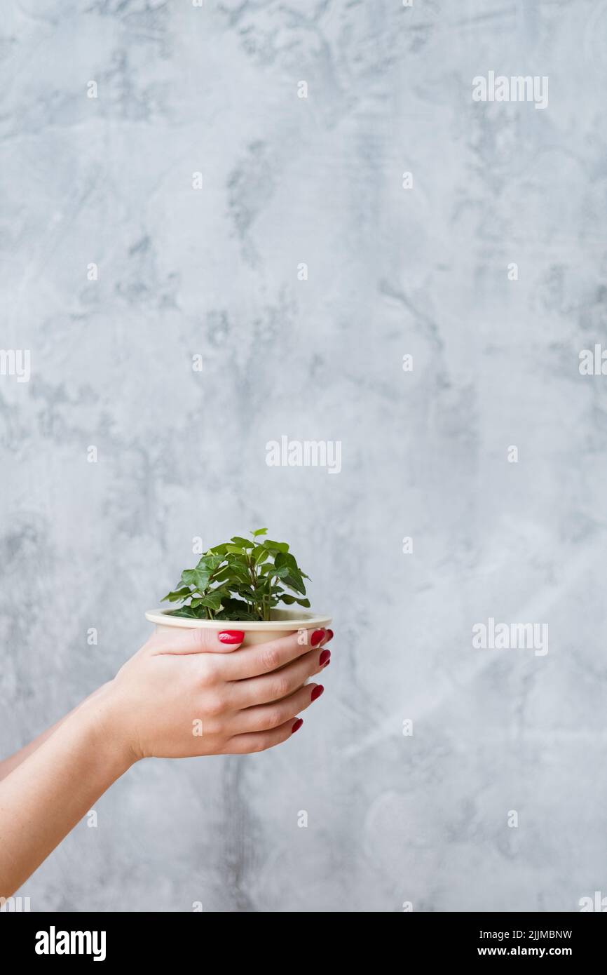 Nachhaltige Entwicklung Schützen Sie die Natur Pflanzenhand Stockfoto