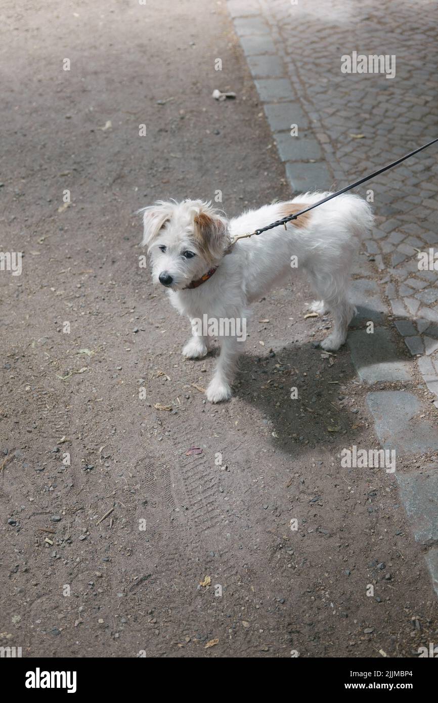 Eine vertikale Nahaufnahme eines Hundes mit einer Leine auf der Straße. Stockfoto