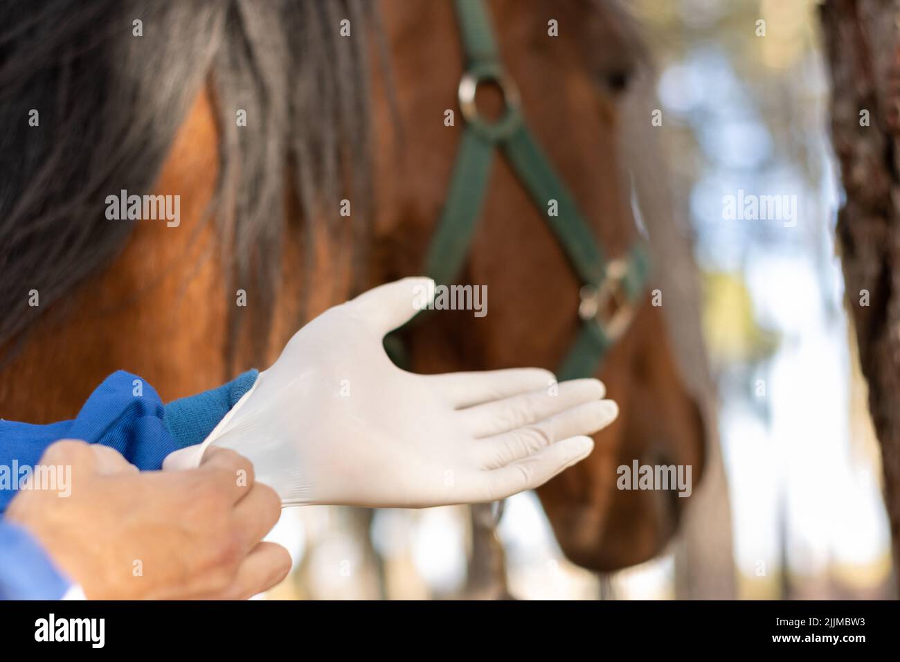 Eine Nahaufnahme eines Tierarztes, der Handschuhe aufsetzt, um das Pferd zu impfen und zu behandeln Stockfoto