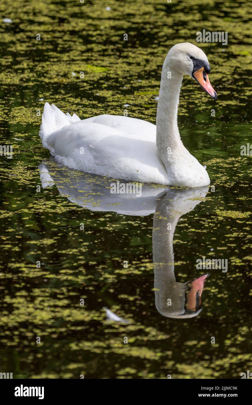 Der stumme Schwan eines Erwachsenen inmitten des Unkrauts eines Kanals. Stockfoto