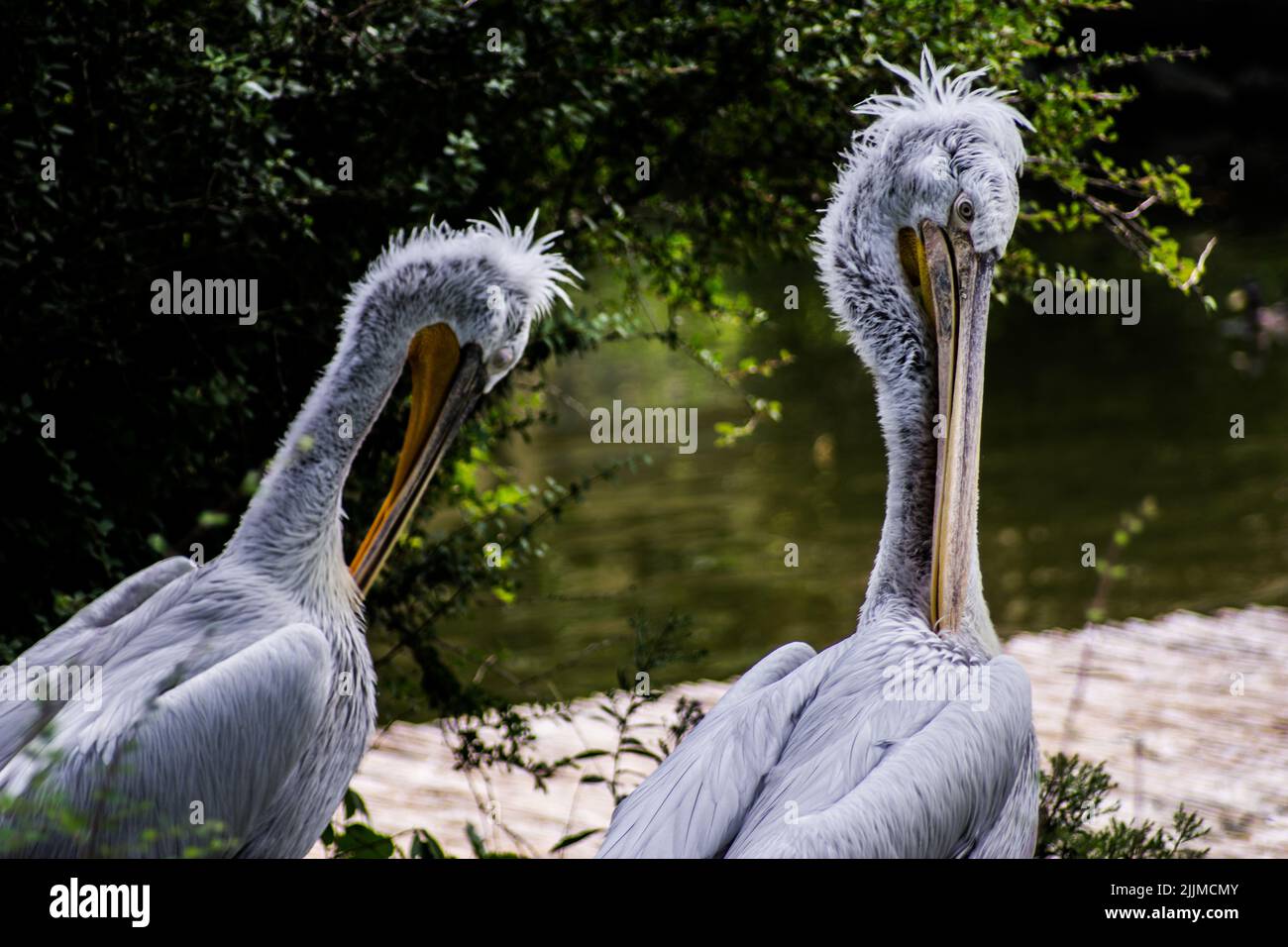 Eine Nahaufnahme von dalmatinischen Pelikanen, die in der Nähe des Wassers stehen Stockfoto