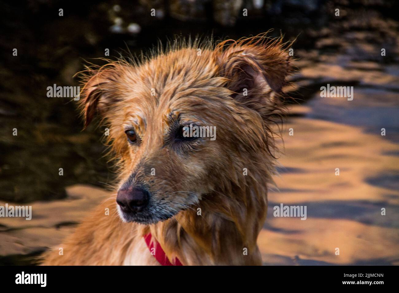 Nahaufnahme eines australischen Terrier auf dem verschwommenen Hintergrund Stockfoto