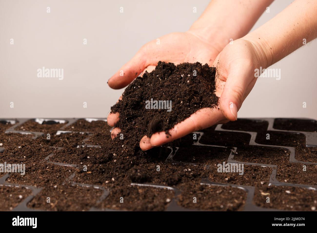 Eine Frau gießt Erde in ein Tablett für Sämlinge. Stockfoto