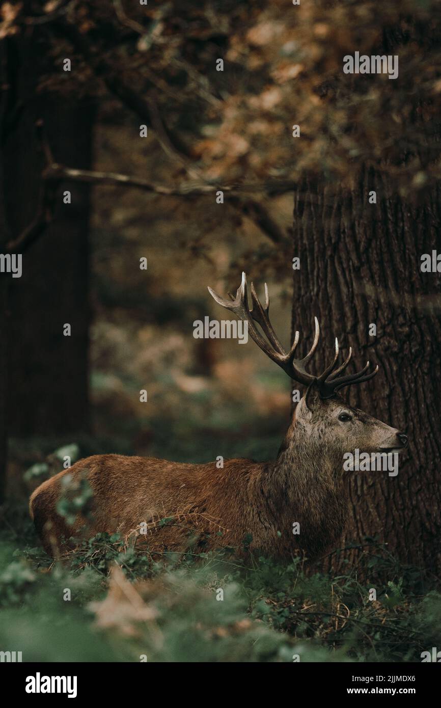 Der Sonntagsspaziergang im Richmond Park - Nahaufnahme von Hirschen Stockfoto