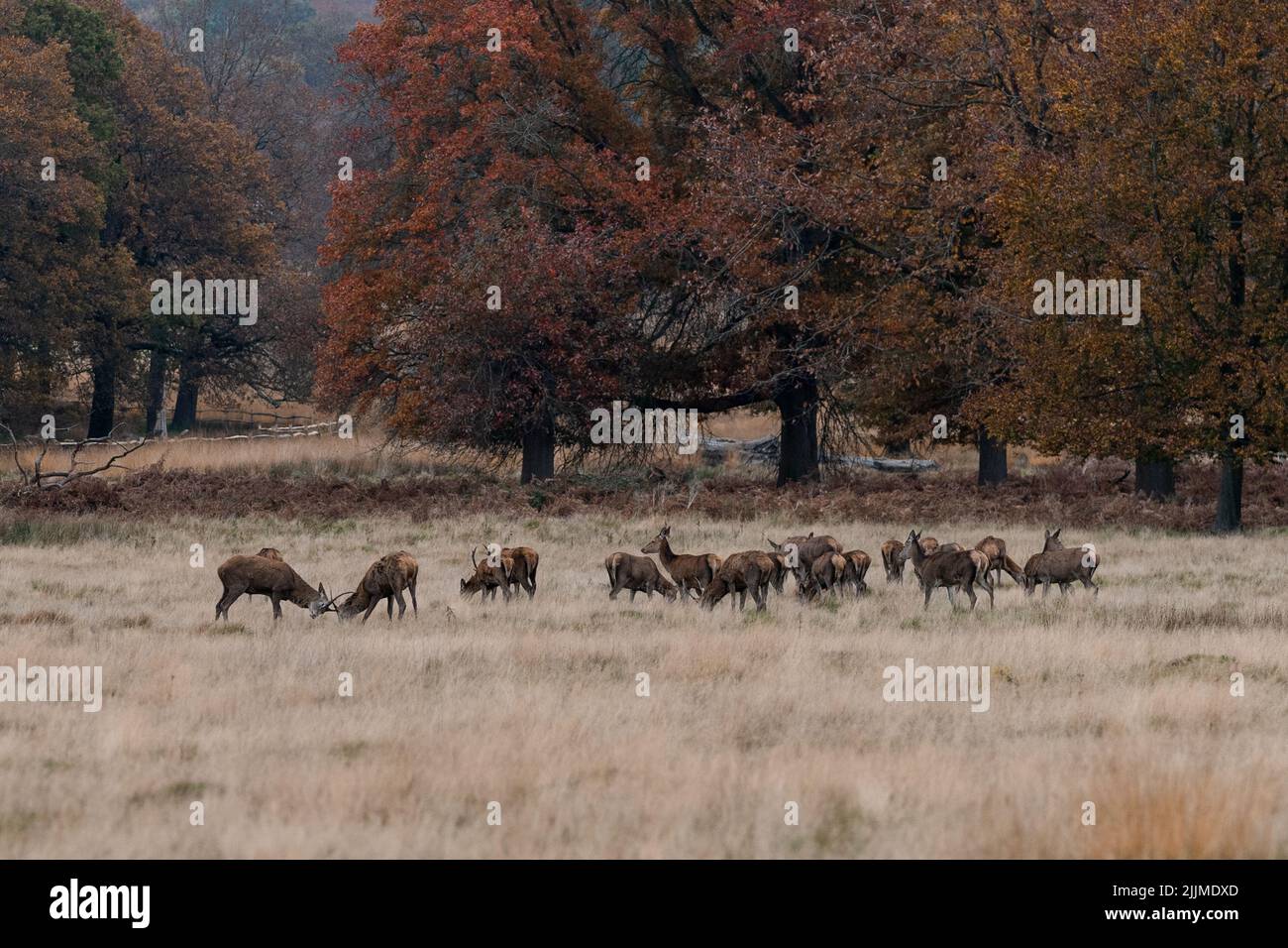 Der Sonntagsspaziergang im Richmond Park - Nahaufnahme von Hirschen Stockfoto